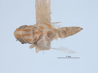 Typhlocyba pseudoobliqua image