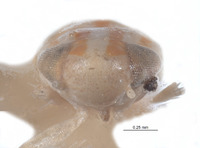 Typhlocyba pseudoobliqua image