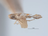 Typhlocyba pseudoobliqua image