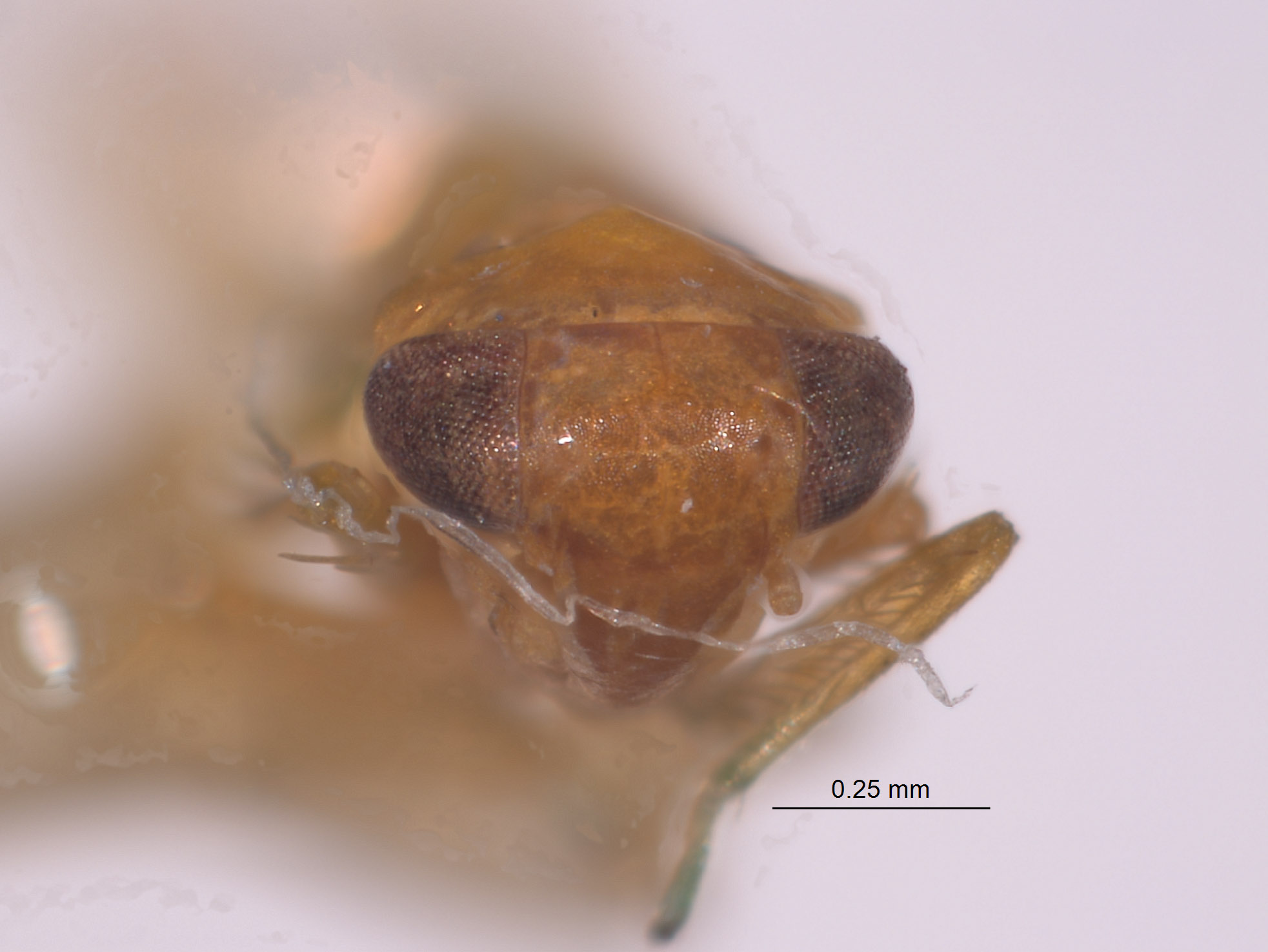 Empoasca califca image