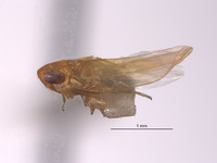 Empoasca califca image