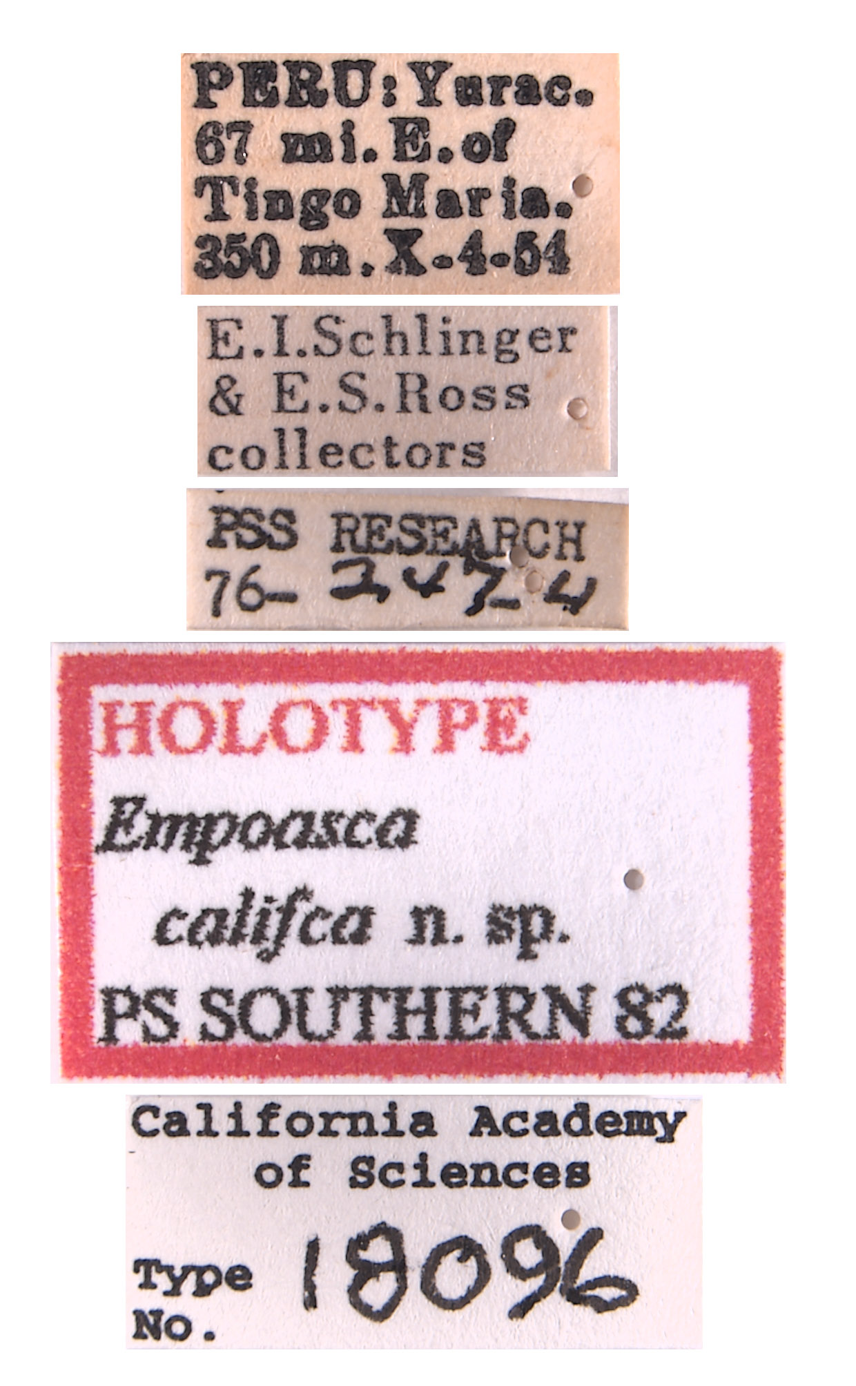 Empoasca califca image