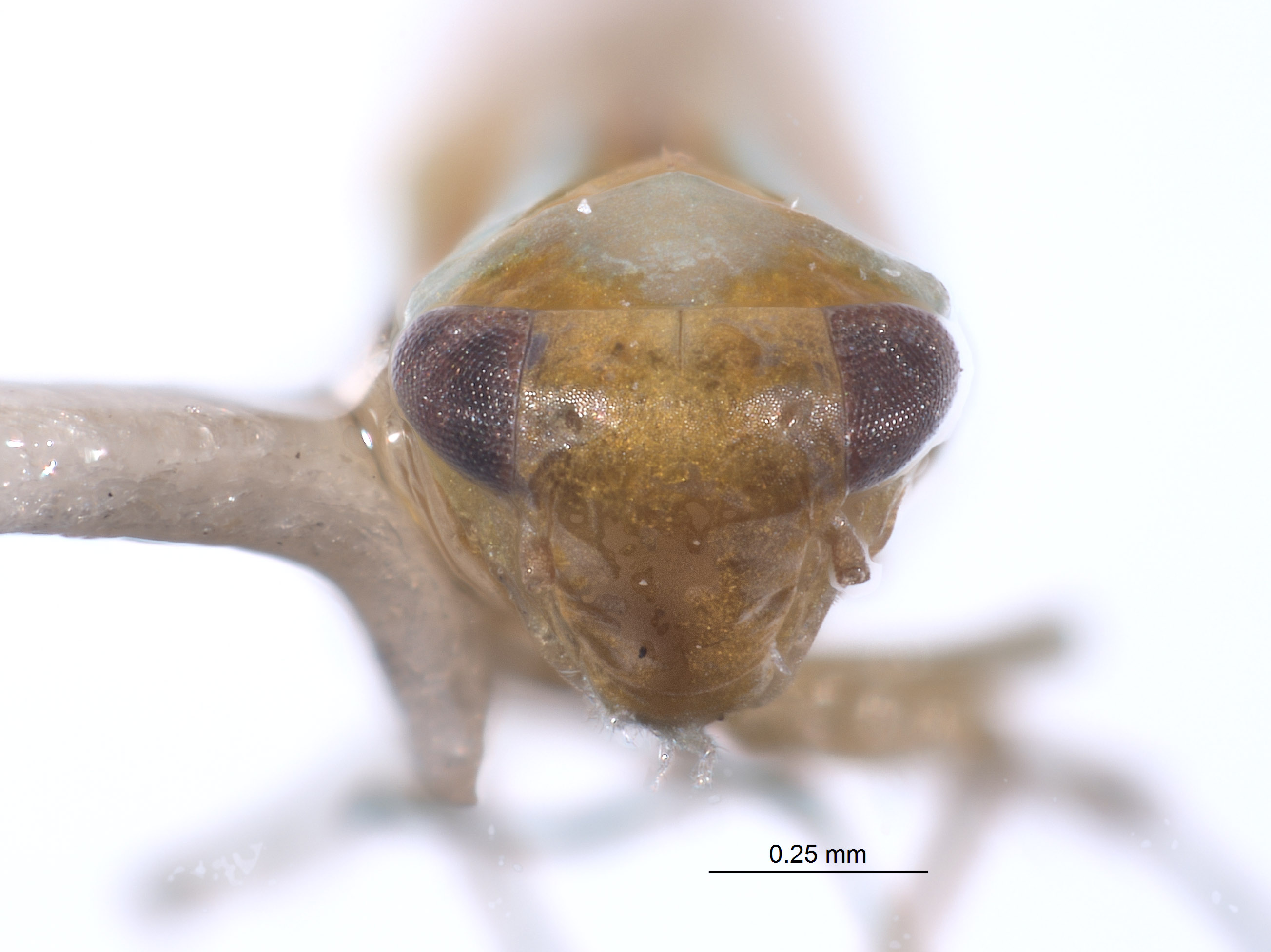 Empoasca veta image