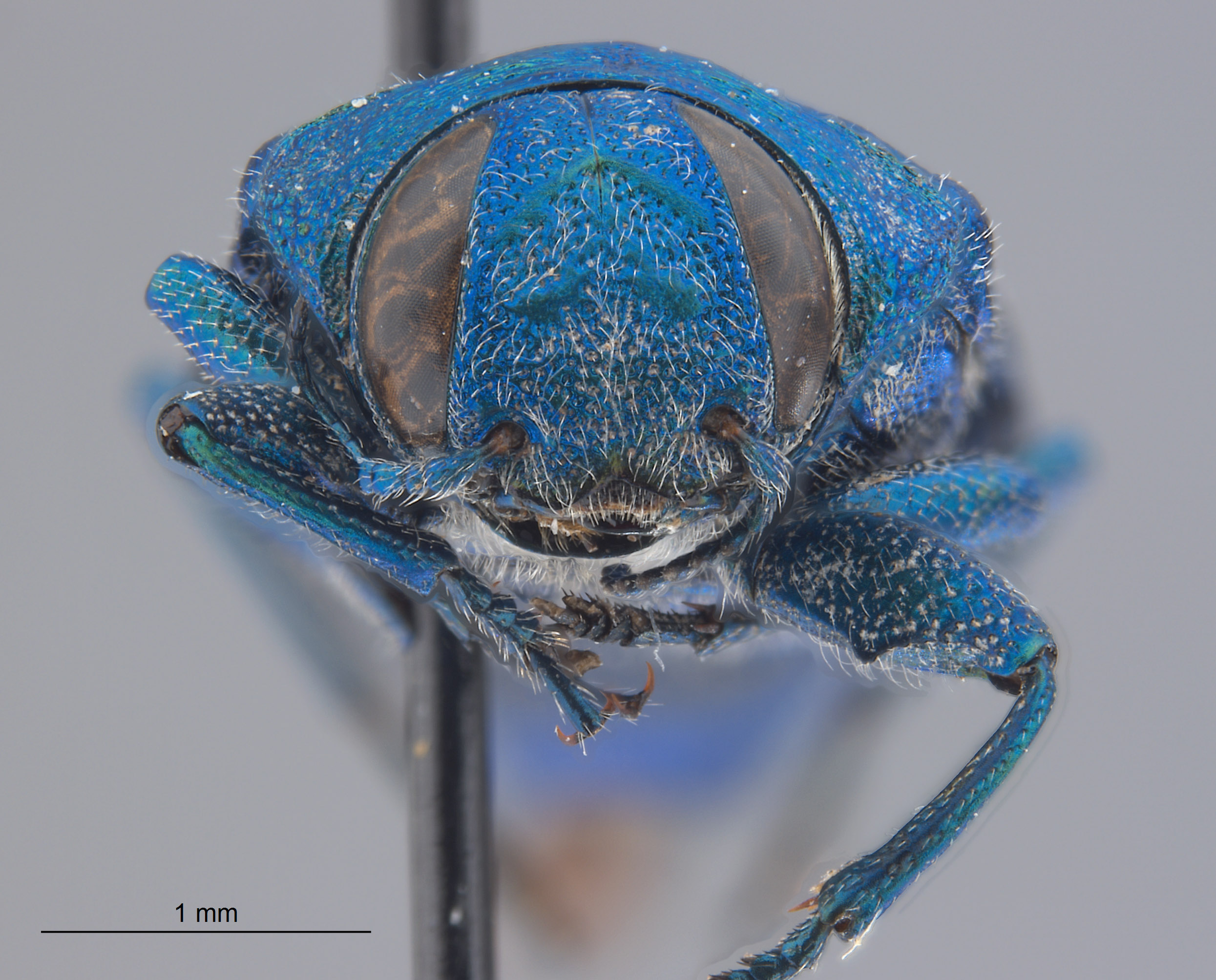 Chrysobothris nelsoni image