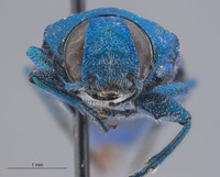 Chrysobothris nelsoni image
