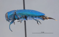 Chrysobothris nelsoni image
