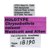 Chrysobothris nelsoni image