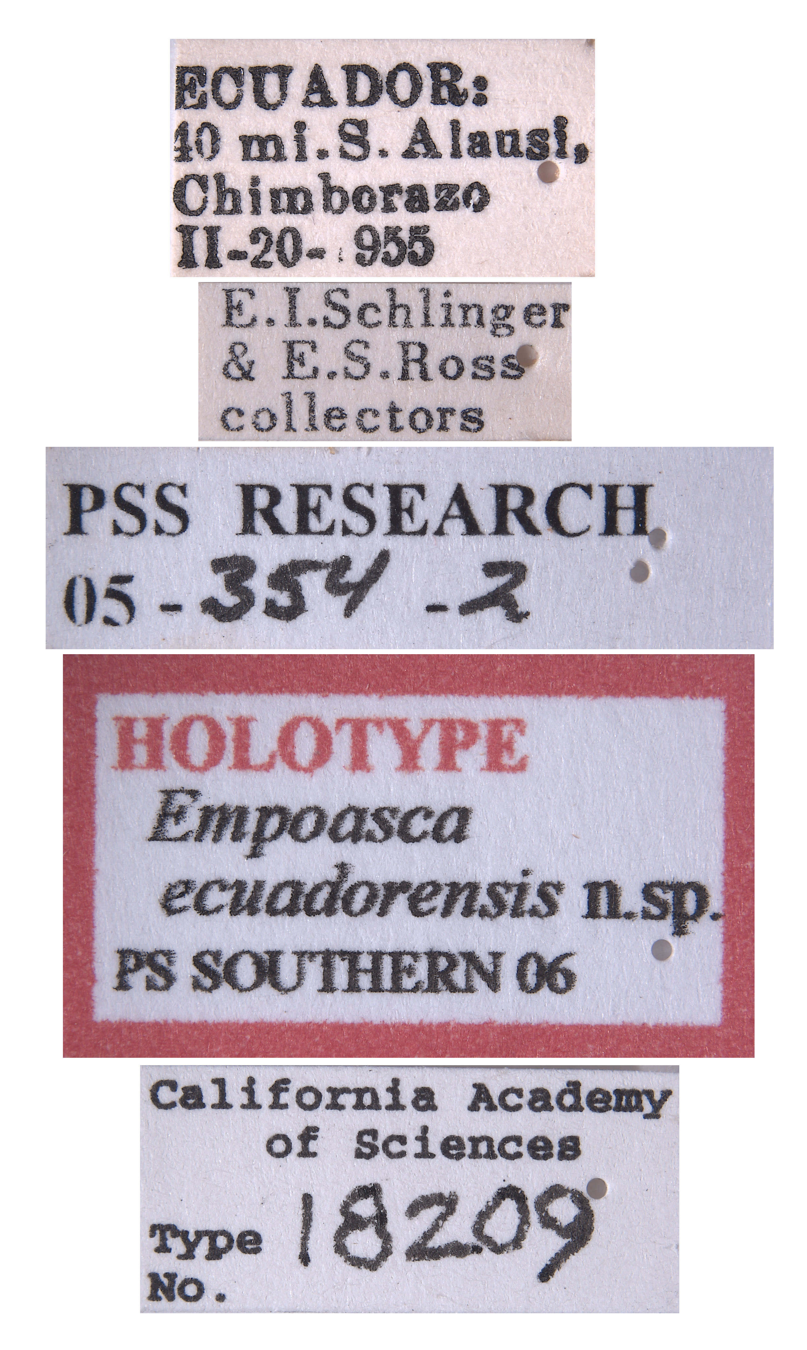 Empoasca ecuadorensis image