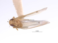 Empoasca ecuadorensis image