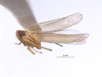Empoasca ecuadorensis image