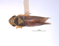 Kapateira peruana image