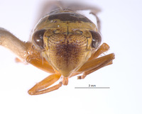 Kapateira peruana image