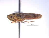 Kapateira peruana image