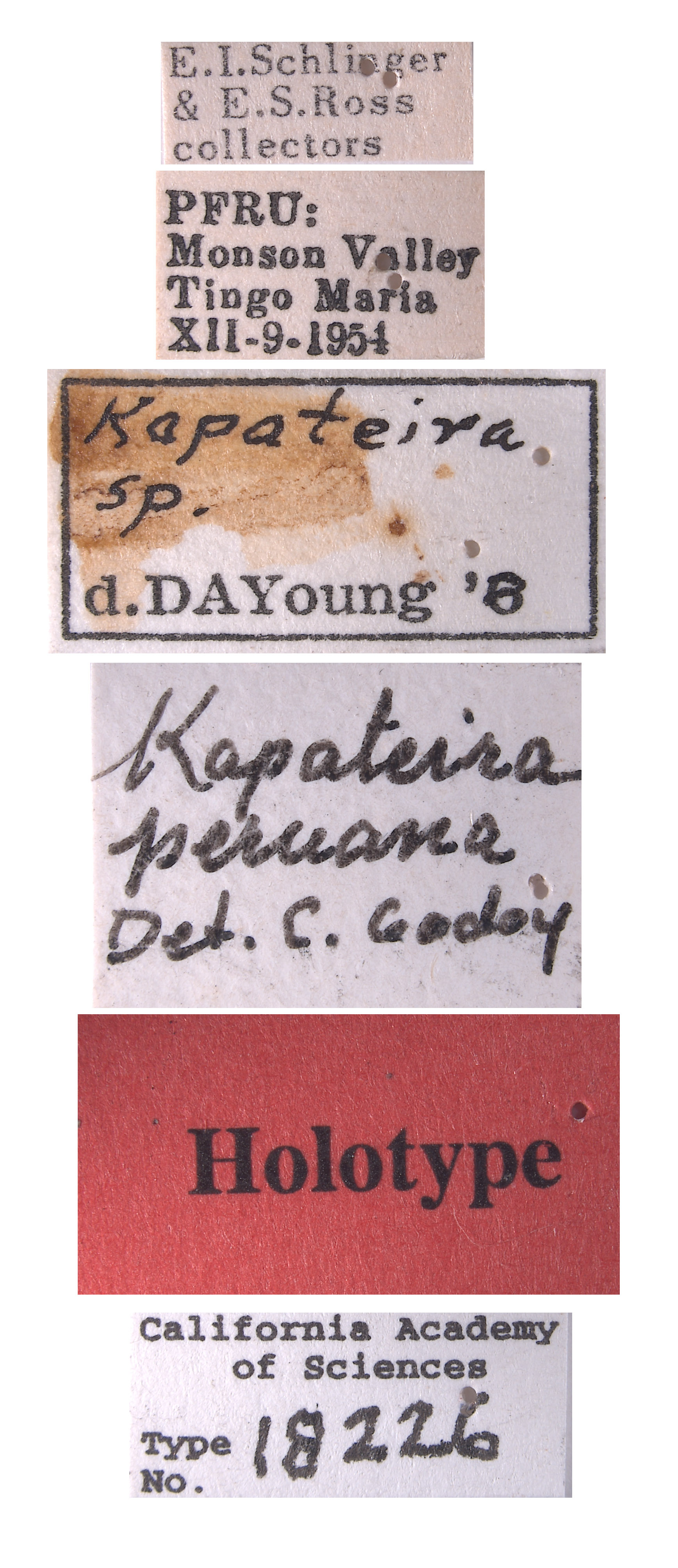 Kapateira peruana image