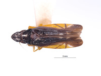 Jassopronus carinatus image