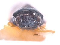 Jassopronus carinatus image