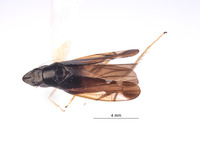 Jassopronus reticulatus image