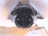 Jassopronus reticulatus image