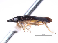 Jassopronus reticulatus image