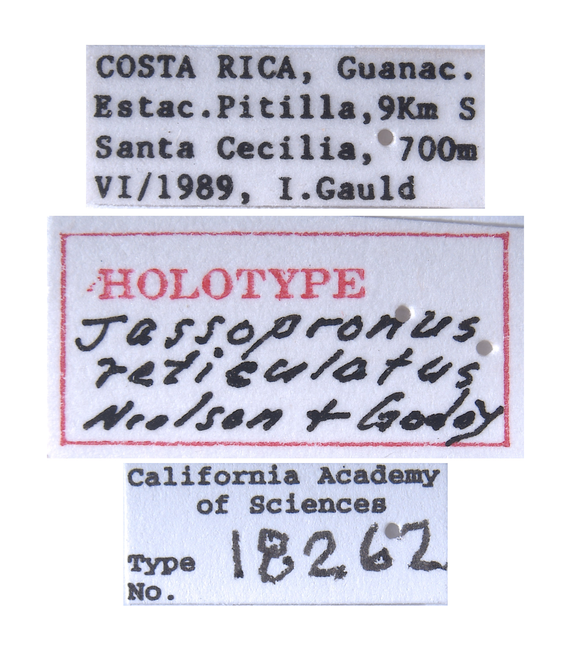 Jassopronus reticulatus image