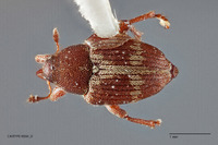 Curculio dijoui image