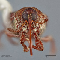 Curculio dijoui image