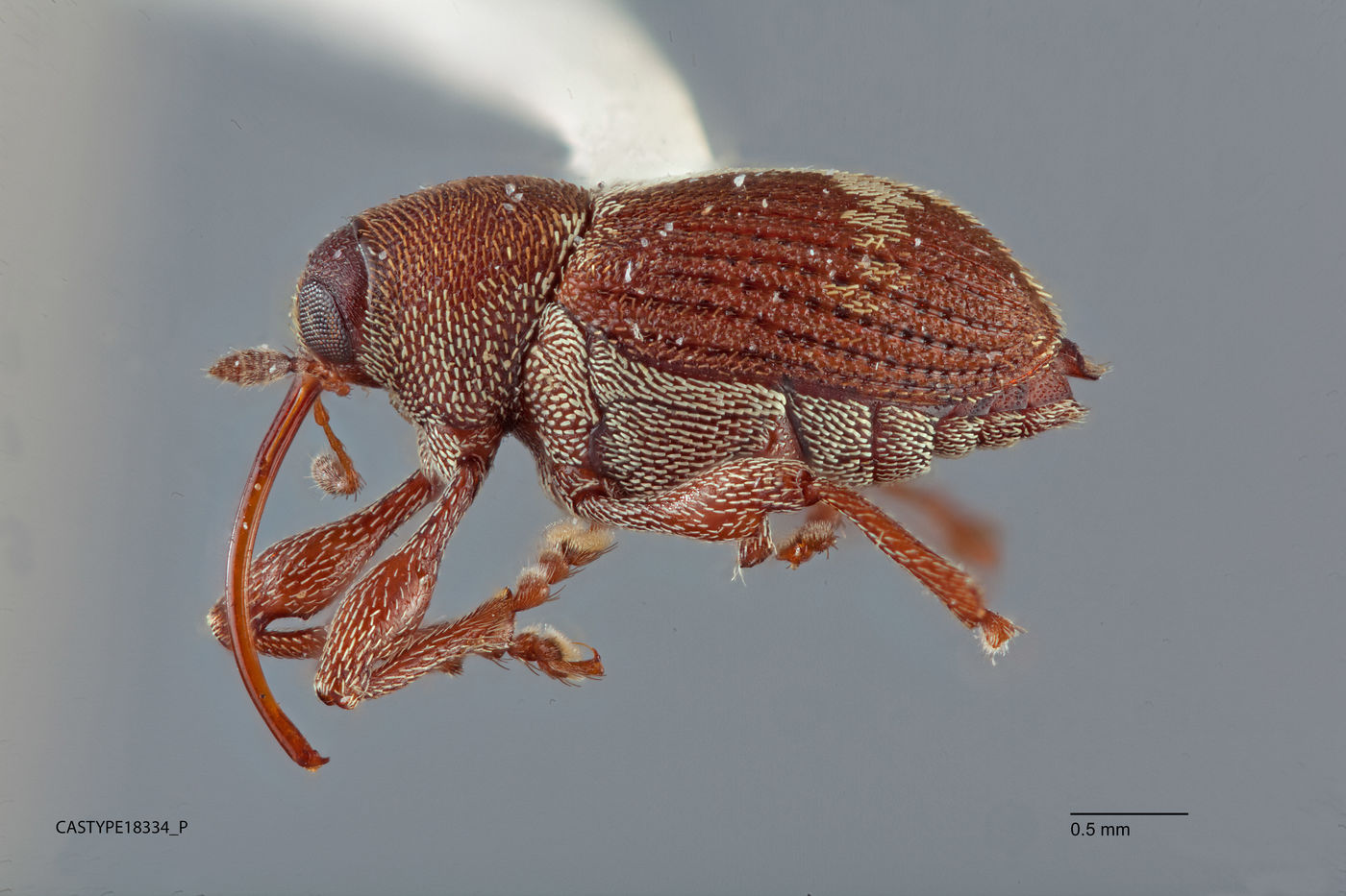 Curculio dijoui image