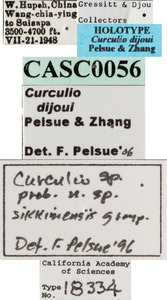 Curculio dijoui image