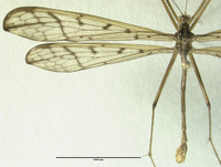 Bittacus monastyrskiyi image