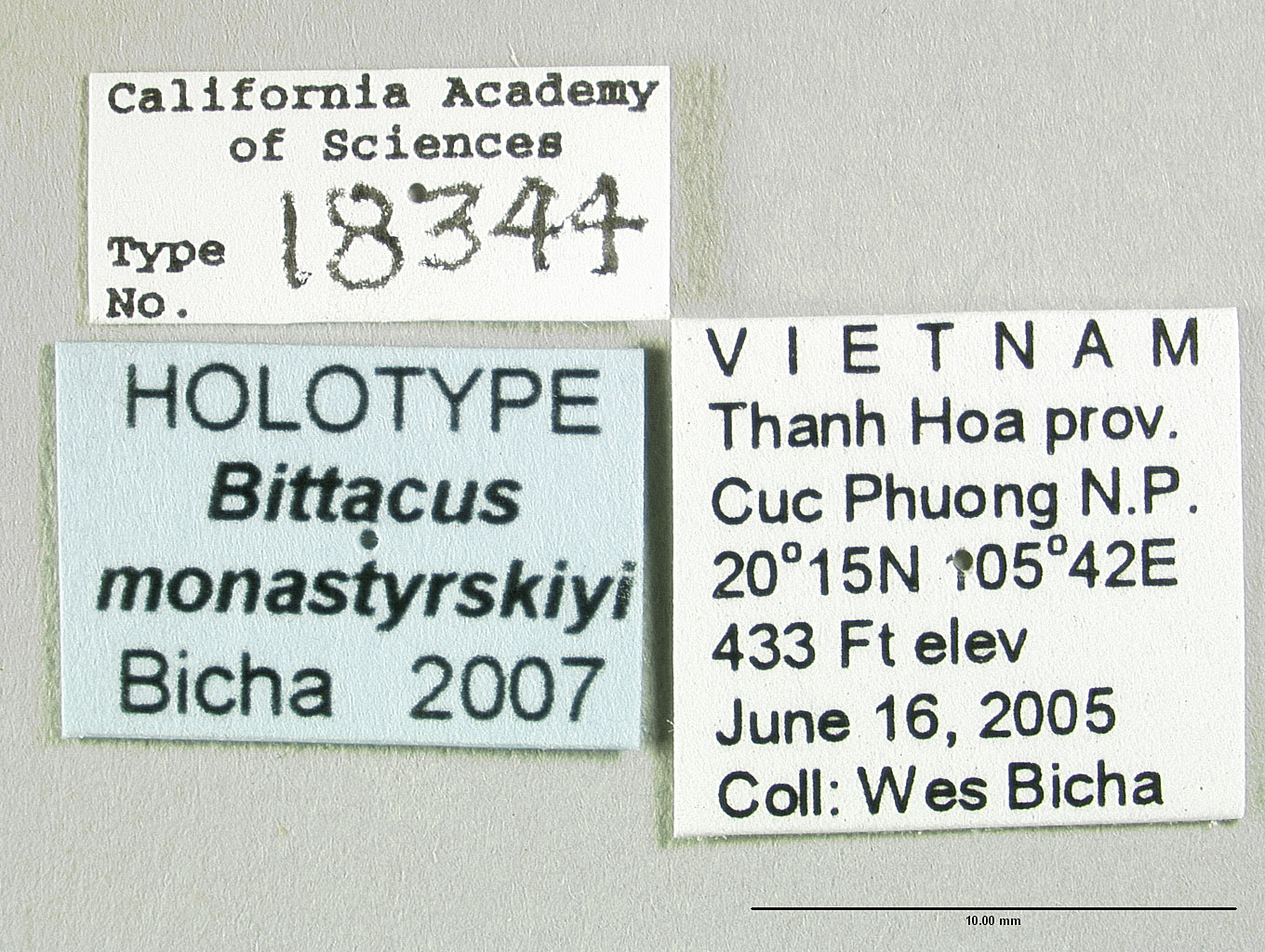 Bittacus monastyrskiyi image