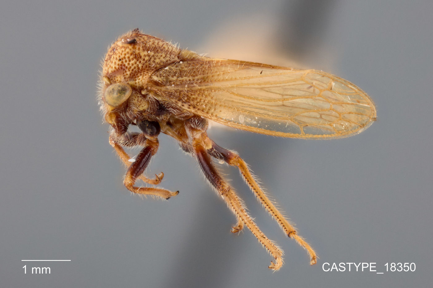 Tolania periculosa image