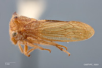Tolania xantha image