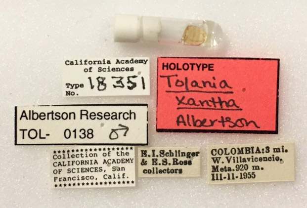 Tolania xantha image