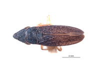 Naltaca eremica image