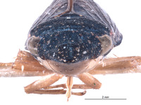 Naltaca eremica image