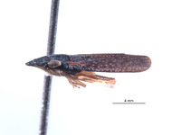 Naltaca eremica image