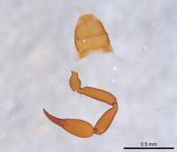 Cystowithius chamberlini image