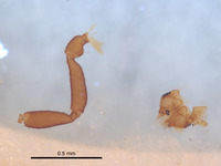 Cystowithius chamberlini image