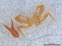 Cystowithius chamberlini image