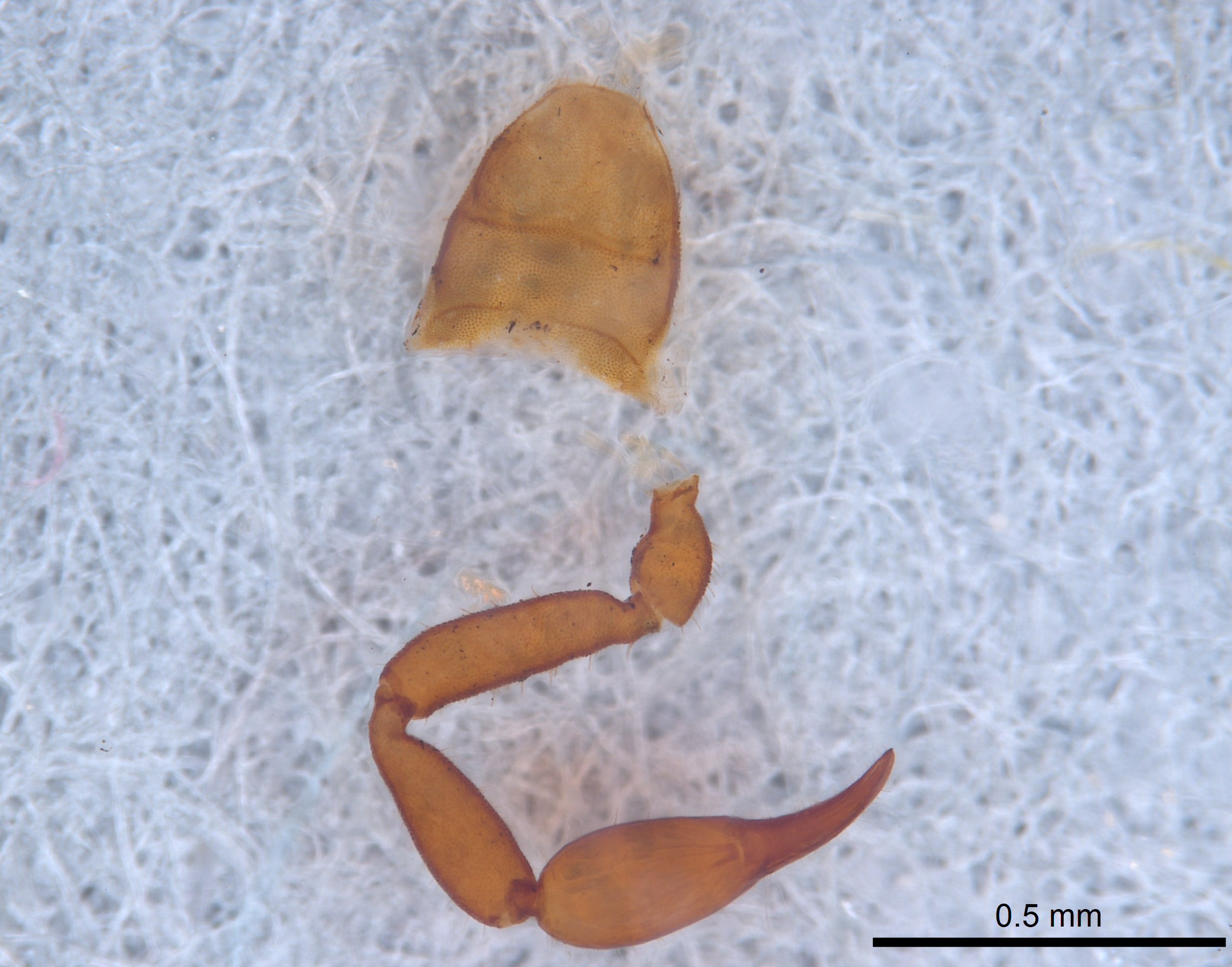 Cystowithius chamberlini image