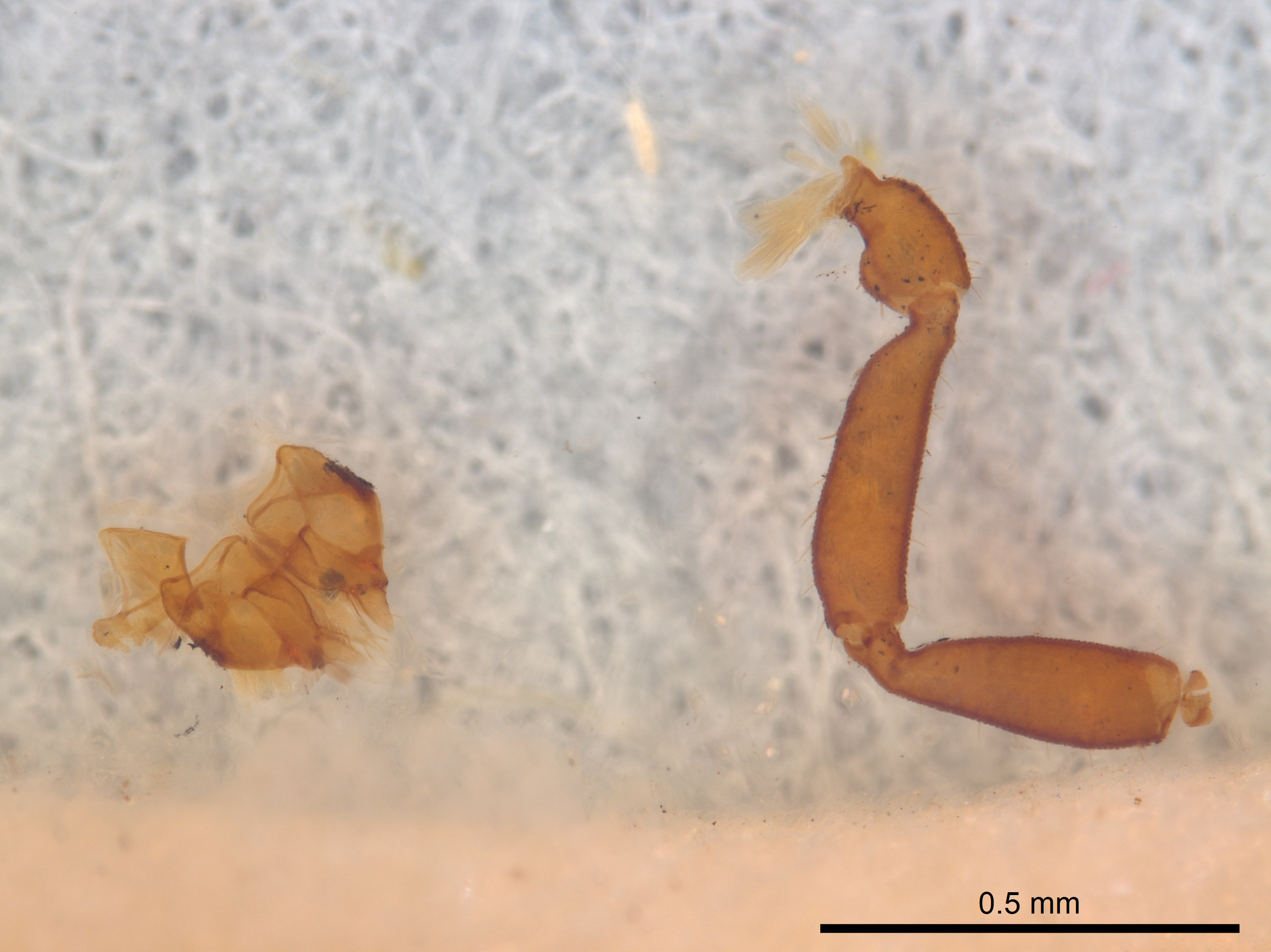 Cystowithius chamberlini image