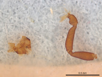 Cystowithius chamberlini image