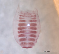 Cystowithius chamberlini image