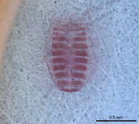 Cystowithius chamberlini image