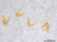 Cystowithius chamberlini image