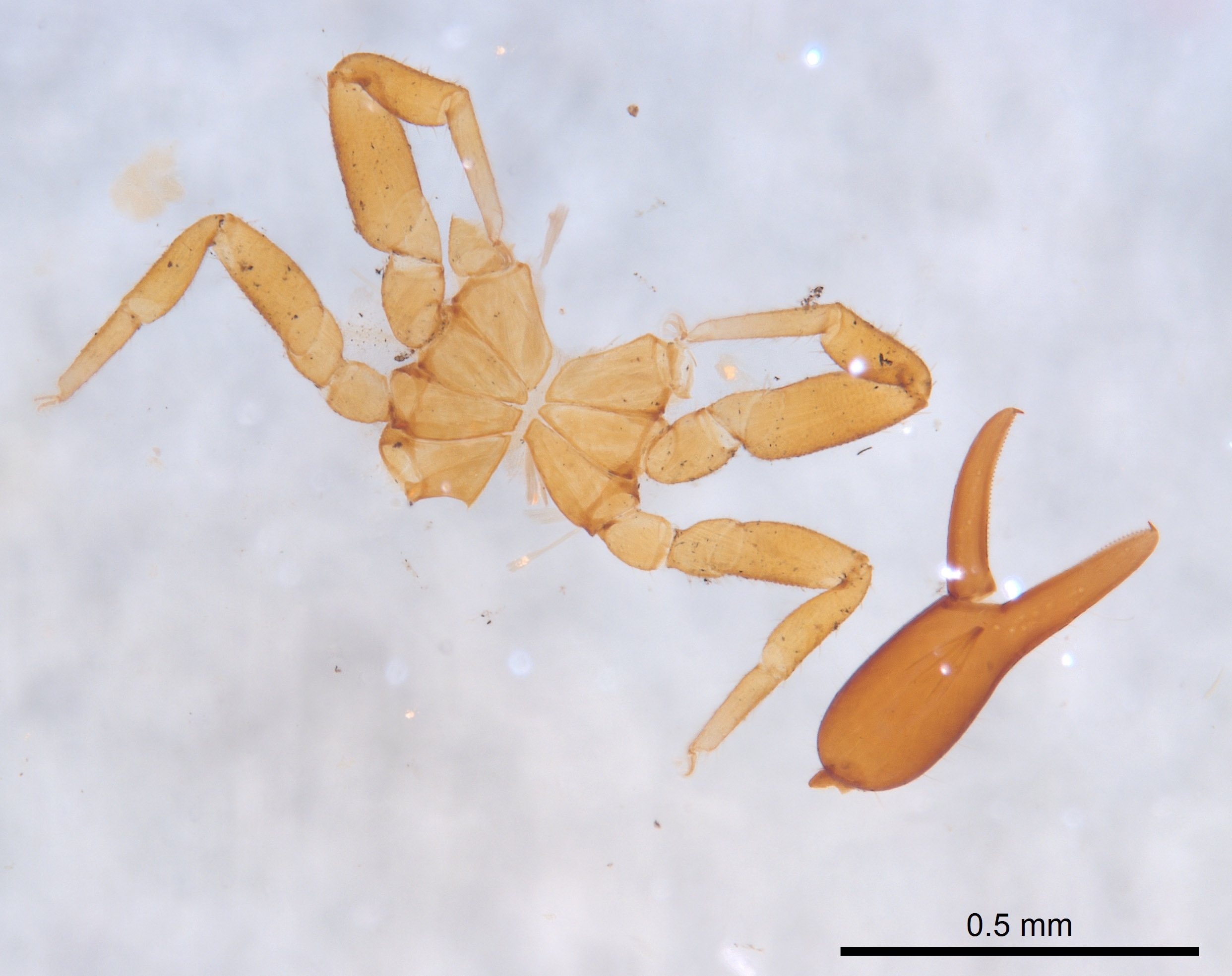 Cystowithius chamberlini image