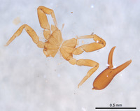 Cystowithius chamberlini image