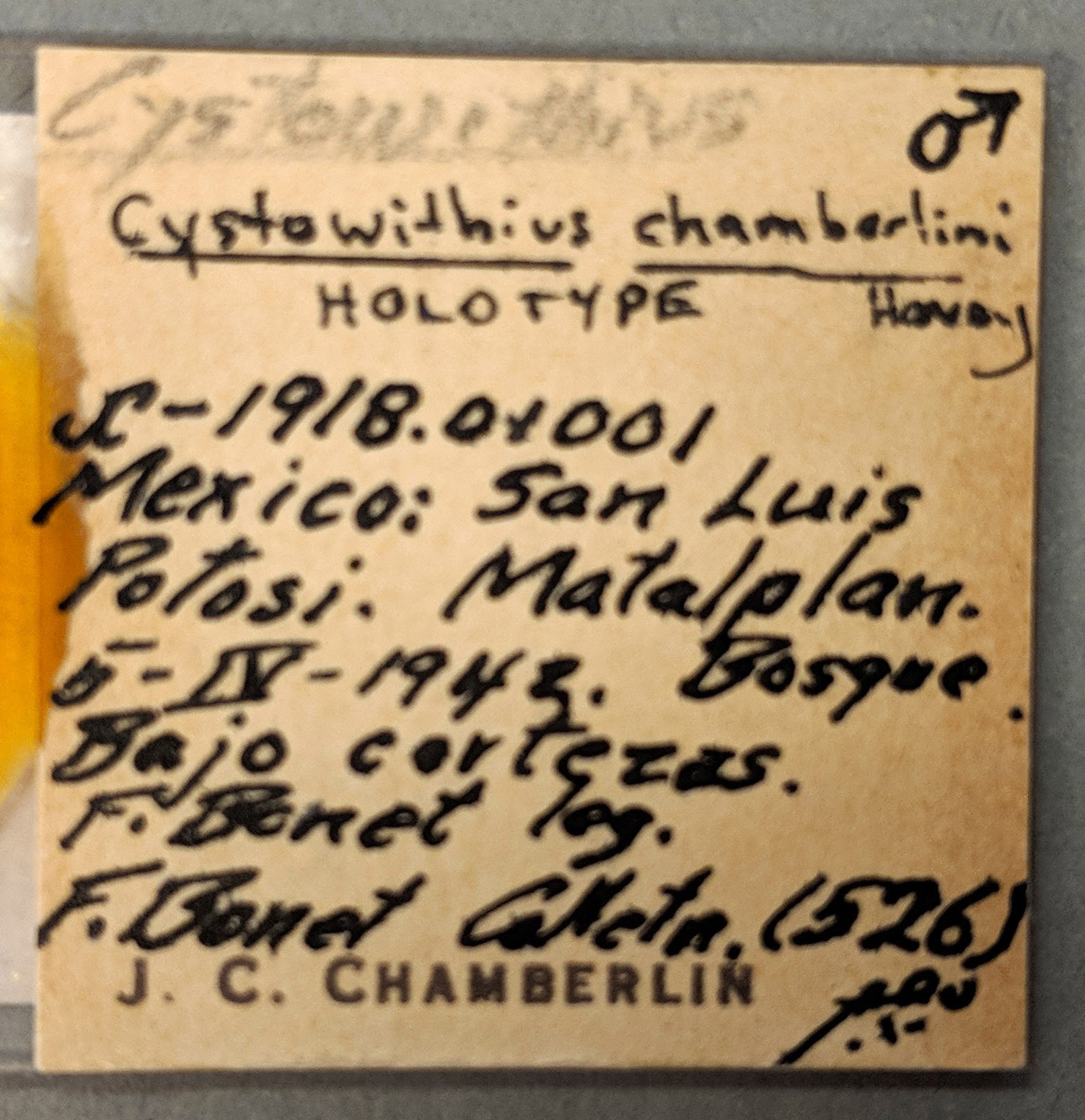 Cystowithius chamberlini image