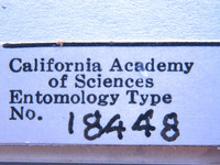 Cystowithius chamberlini image