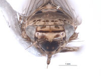 Exitianus apophysisiosus image